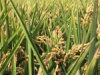 EL SEGURO DEL ARROZ 2025.- AGROMAS