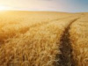 Abierto el plazo de contratación de los seguros de cultivos herbáceos extensivos, el olivar o los frutos secos 2025