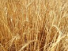 Las heladas primaverales y la falta de precipitaciones elevan las indemnizaciones del seguro agrario hasta los 695 millones